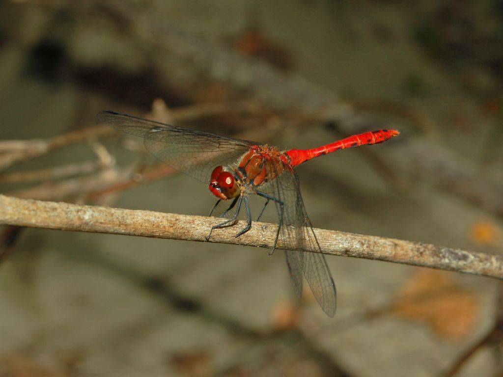 Una libellula rossa ...